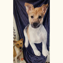 將圖片載入圖庫檢視器 唐狗似顏繪珊瑚絨被
