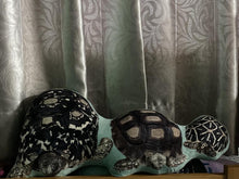 將圖片載入圖庫檢視器 客製化龜似顏繪3D立體Cushion