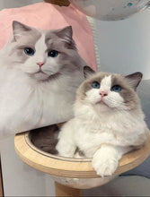 將圖片載入圖庫檢視器 布偶貓插畫帆布袋送禮物